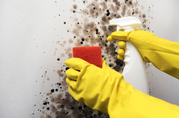 Best Professional Mold Removal  in Norton, VA