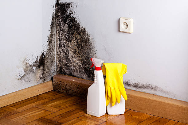 Best Residential Mold Removal  in Norton, VA