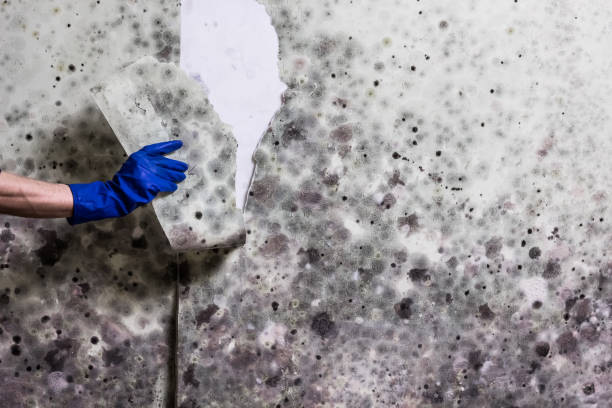 Best Mold Damage Repair  in Norton, VA