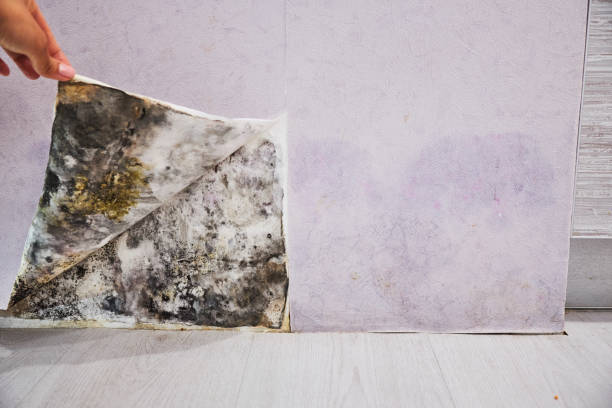 Best Mold Removal Specialists  in Norton, VA